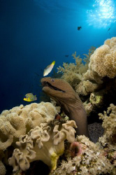 Moray at sunset. by Dray Van Beeck 